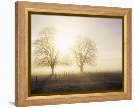 Backlit Trees and Morning Fog, Lechrain, Landsberg, Germany, Europe-Jochen Schlenker-Framed Premier Image Canvas