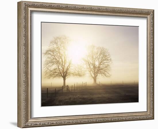 Backlit Trees and Morning Fog, Lechrain, Landsberg, Germany, Europe-Jochen Schlenker-Framed Photographic Print