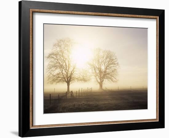 Backlit Trees and Morning Fog, Lechrain, Landsberg, Germany, Europe-Jochen Schlenker-Framed Photographic Print