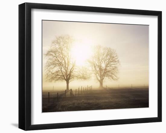 Backlit Trees and Morning Fog, Lechrain, Landsberg, Germany, Europe-Jochen Schlenker-Framed Photographic Print