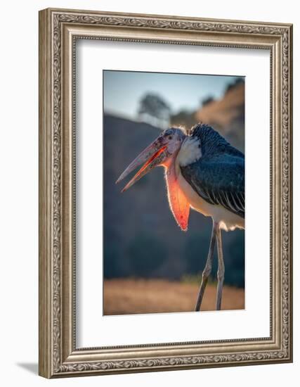 Backlit View of a Marabou Stork, Lotus, California, USA.-Betty Sederquist-Framed Photographic Print