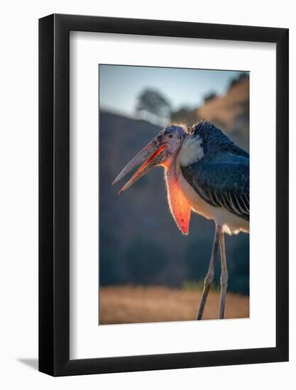 Backlit View of a Marabou Stork, Lotus, California, USA.-Betty Sederquist-Framed Photographic Print