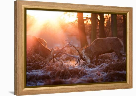 Backlit View of Two Red Deer Stags Battling at Sunrise-Alex Saberi-Framed Premier Image Canvas