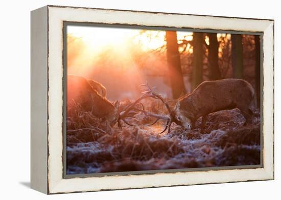 Backlit View of Two Red Deer Stags Battling at Sunrise-Alex Saberi-Framed Premier Image Canvas