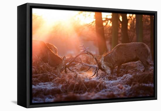 Backlit View of Two Red Deer Stags Battling at Sunrise-Alex Saberi-Framed Premier Image Canvas