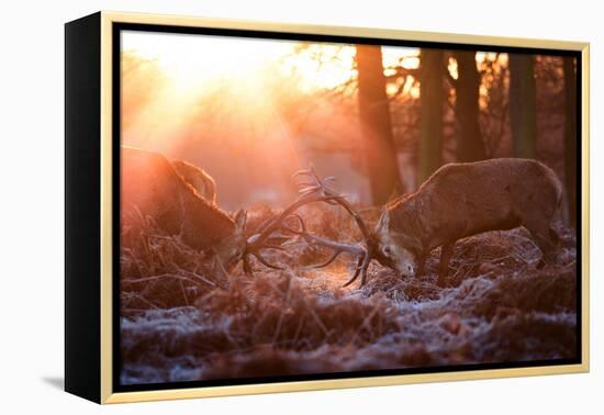 Backlit View of Two Red Deer Stags Battling at Sunrise-Alex Saberi-Framed Premier Image Canvas