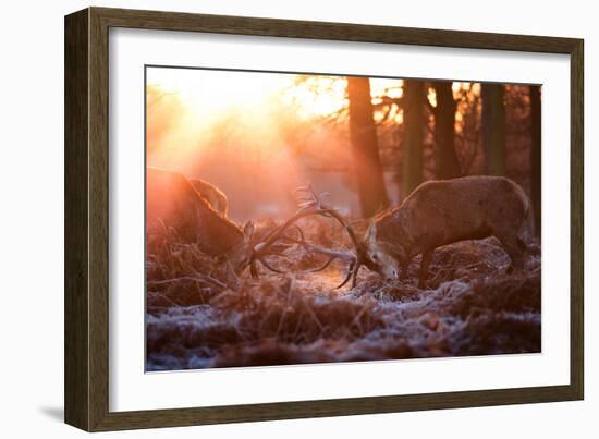 Backlit View of Two Red Deer Stags Battling at Sunrise-Alex Saberi-Framed Photographic Print