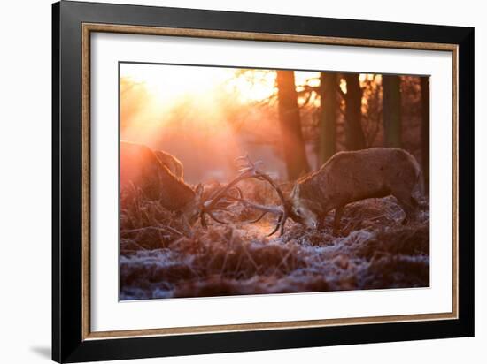 Backlit View of Two Red Deer Stags Battling at Sunrise-Alex Saberi-Framed Photographic Print