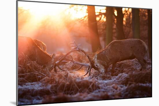 Backlit View of Two Red Deer Stags Battling at Sunrise-Alex Saberi-Mounted Photographic Print