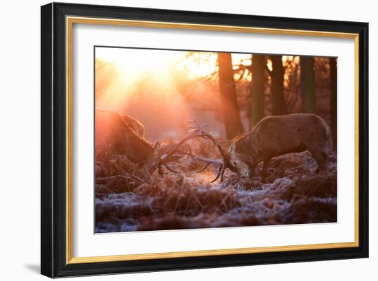 Backlit View of Two Red Deer Stags Battling at Sunrise-Alex Saberi-Framed Photographic Print