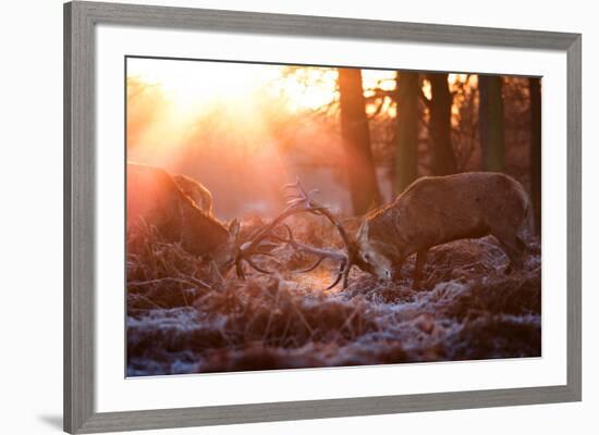 Backlit View of Two Red Deer Stags Battling at Sunrise-Alex Saberi-Framed Photographic Print