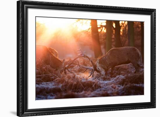 Backlit View of Two Red Deer Stags Battling at Sunrise-Alex Saberi-Framed Photographic Print