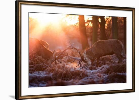 Backlit View of Two Red Deer Stags Battling at Sunrise-Alex Saberi-Framed Photographic Print