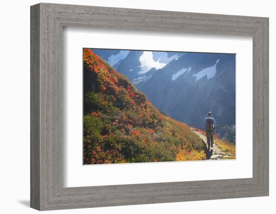 Backpacker on Trail, Huckleberry(Vaccinium Deliciosum), Washington,Usa-Gary Luhm-Framed Photographic Print