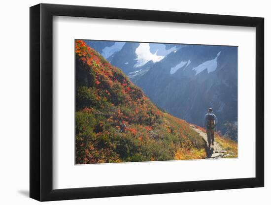 Backpacker on Trail, Huckleberry(Vaccinium Deliciosum), Washington,Usa-Gary Luhm-Framed Photographic Print