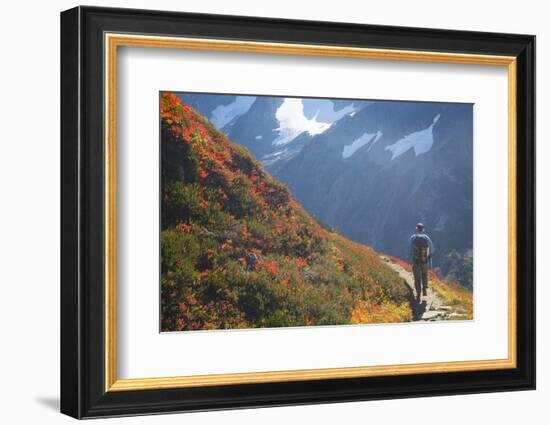 Backpacker on Trail, Huckleberry(Vaccinium Deliciosum), Washington,Usa-Gary Luhm-Framed Photographic Print