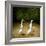 Backquackers-Will Bullas-Framed Giclee Print