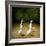 Backquackers-Will Bullas-Framed Giclee Print