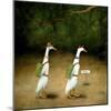 Backquackers-Will Bullas-Mounted Giclee Print