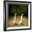 Backquackers-Will Bullas-Framed Giclee Print