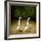 Backquackers-Will Bullas-Framed Giclee Print