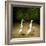 Backquackers-Will Bullas-Framed Premium Giclee Print