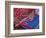 Backstrap Loom Weaving by Trique Weaver, Oaxaca, Mexico-Judith Haden-Framed Photographic Print