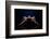 Backward-David Naman-Framed Photographic Print