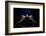 Backward-David Naman-Framed Photographic Print