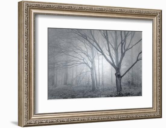 Backwoods Mist-Doug Chinnery-Framed Photographic Print