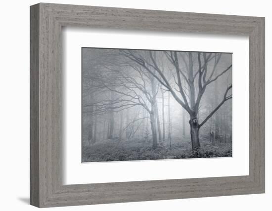 Backwoods Mist-Doug Chinnery-Framed Photographic Print