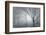 Backwoods Mist-Doug Chinnery-Framed Photographic Print