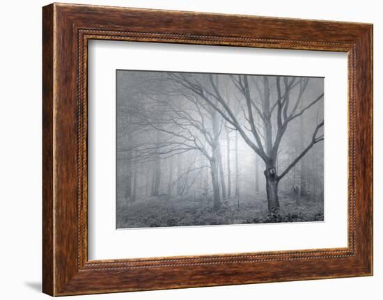 Backwoods Mist-Doug Chinnery-Framed Photographic Print