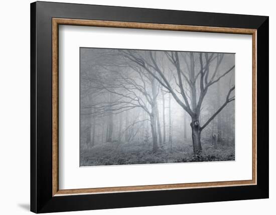 Backwoods Mist-Doug Chinnery-Framed Photographic Print