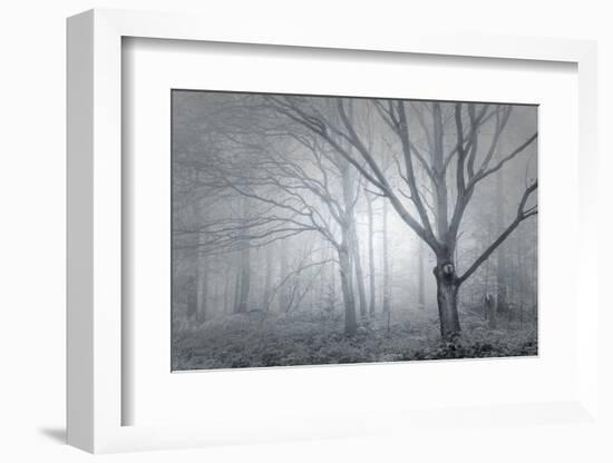 Backwoods Mist-Doug Chinnery-Framed Photographic Print