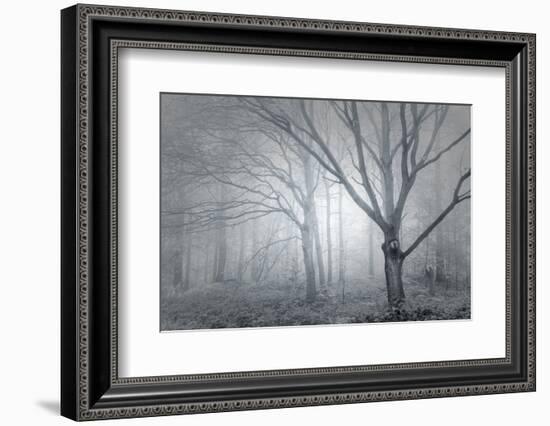 Backwoods Mist-Doug Chinnery-Framed Photographic Print
