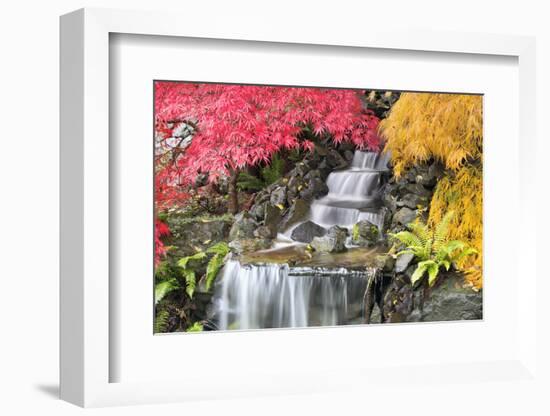 Backyard Waterfall with Japanese Maple Trees-jpldesigns-Framed Photographic Print