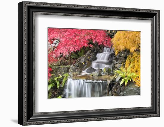 Backyard Waterfall with Japanese Maple Trees-jpldesigns-Framed Photographic Print