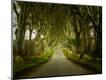 Photographic Print