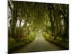 Photographic Print