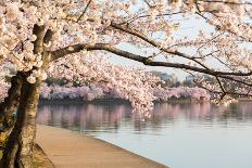 Detail of Japanese Cherry Blossom Flowers-BackyardProductions-Laminated Photographic Print