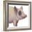 Bacon, Bits and Ham II-Myles Sullivan-Framed Art Print