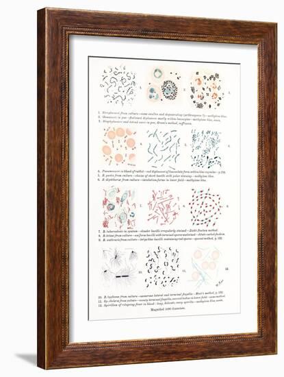 Bacteria, Historical Artwork-Middle Temple Library-Framed Photographic Print