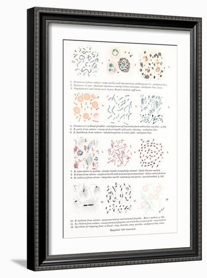 Bacteria, Historical Artwork-Middle Temple Library-Framed Photographic Print