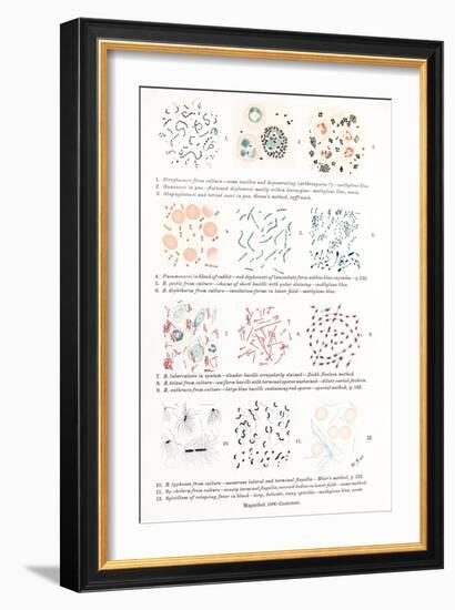 Bacteria, Historical Artwork-Middle Temple Library-Framed Photographic Print