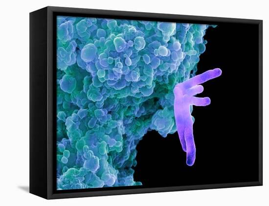 Bacteria Infecting a Macrophage, SEM-Science Photo Library-Framed Premier Image Canvas