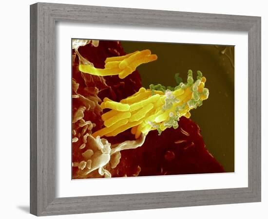 Bacteria Infecting a Macrophage, SEM-Science Photo Library-Framed Photographic Print