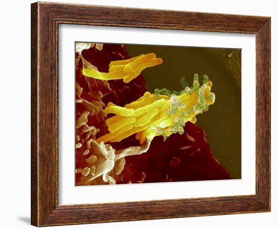 Bacteria Infecting a Macrophage, SEM-Science Photo Library-Framed Photographic Print