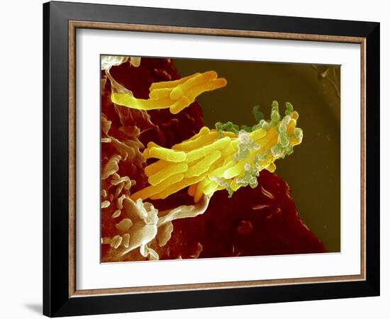 Bacteria Infecting a Macrophage, SEM-Science Photo Library-Framed Photographic Print