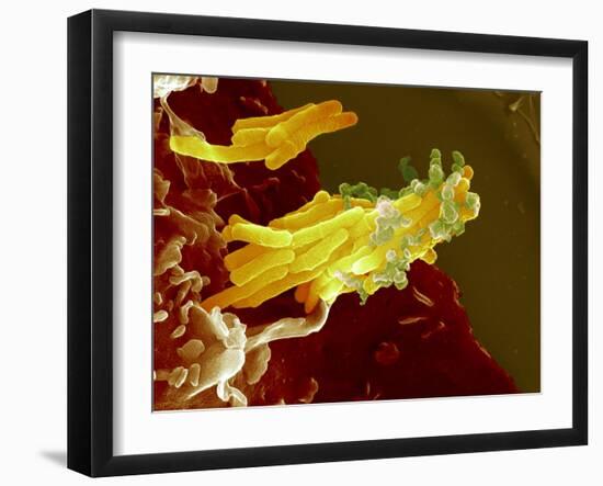 Bacteria Infecting a Macrophage, SEM-Science Photo Library-Framed Photographic Print